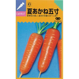 にんじん 種 【 夏あかね 】 種子 小袋（約20ml） （ 種 野菜 野菜種子 野菜種 ）