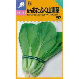 【 強力おたふく山東菜 】 種子 小袋（約8ml） （ 種 野菜 野菜種子 野菜種 ）