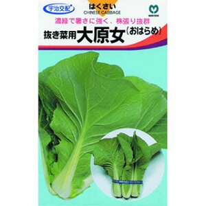   y ؗp͂ 匴 z q ܁i2.5mlj i   ؎q ؎ j