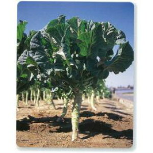 P[  y W[V[O[ z q 2痱 i   ؎q ؎ j