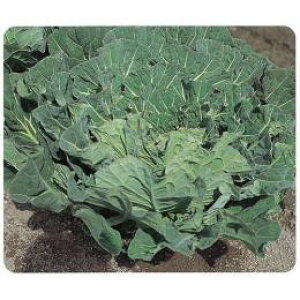 P[  y XEB[gO[ z q ܁i200j i   ؎q ؎ j