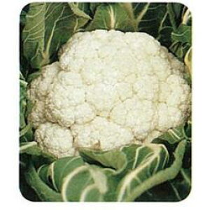 Jt[  y Ԃ₳ z (1500) ( Jt[̎ )