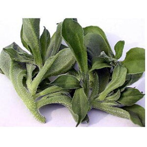 y ACXvgv`T z q ybg1痱 i   ؎q ؎ j