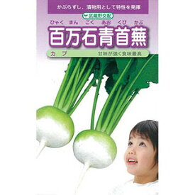 カブ 種 【 百万石青首蕪 】 種子 小袋（約4ml） （ 種 野菜 野菜種子 野菜種 ）