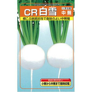 カブ 種 【 CR白雪中蕪 】 種子 小袋(約20ml) ( 種 野菜 野菜種子 野菜種 )