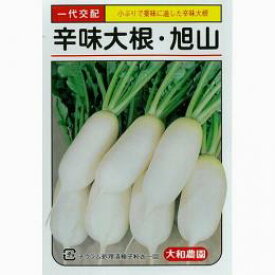 大根 種 【 辛味大根旭山 】 種子 小袋（約5ml） （ 種 野菜 野菜種子 野菜種 ）