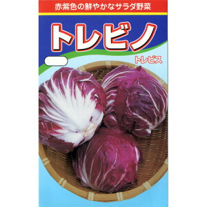 【 トレビス 】 種子 裸種子千粒 ( 種 野菜 野菜種子 野菜種 )