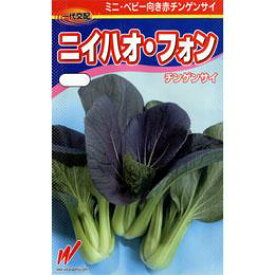 ちんげん菜 種 【ニイハオ・フォン】 小袋 （ 種 野菜 野菜種子 野菜種 ）