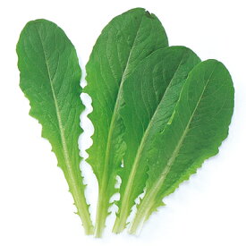 楽天市場 ロメイン 種の通販