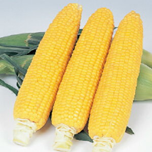 Ƃ낱  yS[hbV88z 珬 i   ؎q ؎ j 