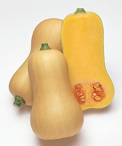 �J�{�`�� �� �y �o�^�[�i�b�c �z ����(GF 16��) ( �J�{�`���̎� )