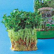 スプラウト 種 【豆苗（とうみょう）】 1L （ 種 野菜 野菜種子 野菜種 ）