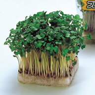 ブロッコリースプラウト 種 【かいわれブロッコリー】 1L （ 種 野菜 野菜種子 野菜種 ）