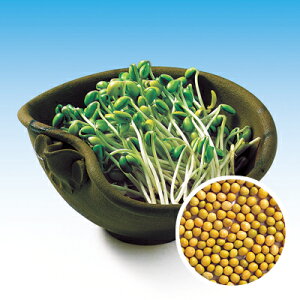 XvEg  y 哤₵iP哤j z ܁i30mlj ( XvEg̎ )