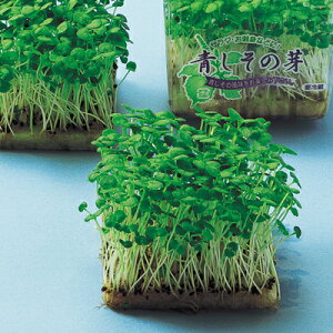 XvEg  y ̉ z q ܁i25mlj i   ؎q ؎ j