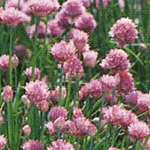 n[u  y `Cu z 珬 ( n[u̎ )