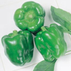 ピーマン 種 【 翠玉二号 】 実咲小袋 ( ピーマンの種 )