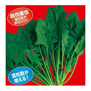 zE\E  y XN[v z 1dl ( zE\E̎ )