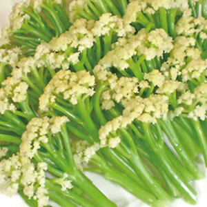 Jt[  yJt[ 80z R[g1000 i   ؎q ؎ j 