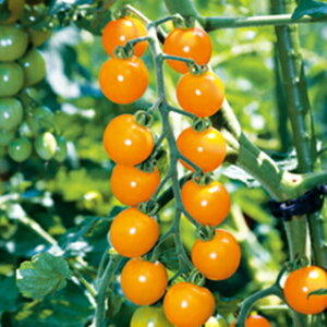 ~jg}g  y IWʁ@DF z (16) ( ~jg}g̎ )