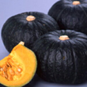 ���ڂ��� �� �y����ق܂�z 100�� �i �� ��� ��؎�q ��؎� �j ��