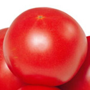 �g�}�g �� �y ���h �z ���珬�� ( �g�}�g�̎� )