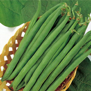 CQ  y Ȃؓ Z[i z 珬 ( CQ̎ )