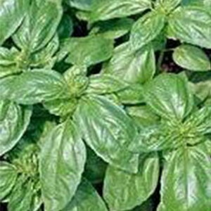 n[u  y oW z 珬 ( n[u̎ )