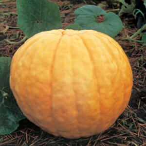 �J�{�`�� �� �y �A�g�����`�b�N�W���C�A���g �z 1dl ( �J�{�`���̎� )