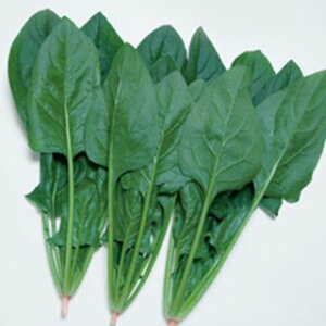 zE\E  y ӒT}[XJC z AM3 ( zE\E̎ )