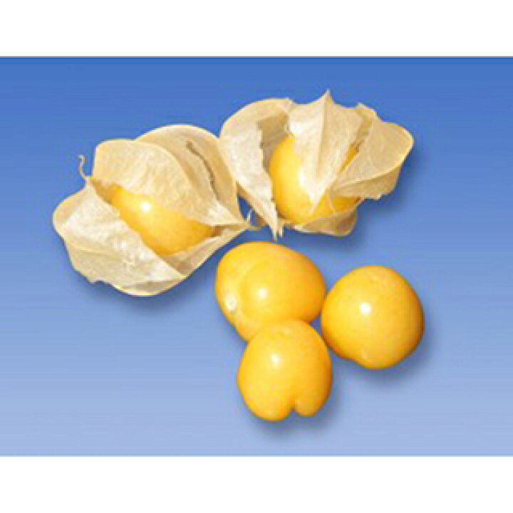 楽天市場 食用ほおずき キャンディランタン 種子 コート約14粒 種 野菜 野菜種子 野菜種 菜園くらぶ 家庭菜園の専門店