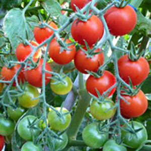 ~jg}g  yLfC[bhz 10 i   ؎q ؎ j