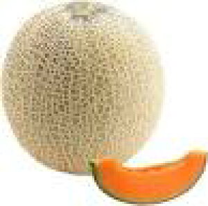 メロン 種 【 早春のマリアージュ 】 小袋(5粒) ( メロンの種 )