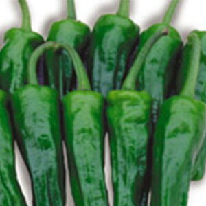 s[}  y s[ z 珬 ( s[}̎ )