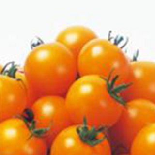 フルーツのような食感を楽しめるオレンジ色の中玉トマト トマト テレビで話題 新作送料無料 種 シンディーオレンジ トマトの種 中玉 1000粒