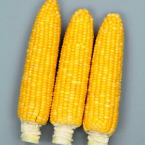 �g�E�����R�V �� �y �S�[���h���b�V�� �z ���珬�� ( �g�E�����R�V�̎� )