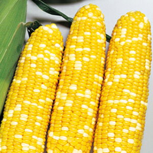 �g�E�����R�V �� �y �s�[�^�[�R�[�� �z ���珬�� ( �g�E�����R�V�̎� )