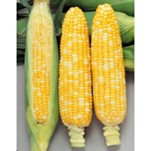 �g�E�����R�V �� �y �s�[�^�[610 �z ���珬�� ( �g�E�����R�V�̎� )