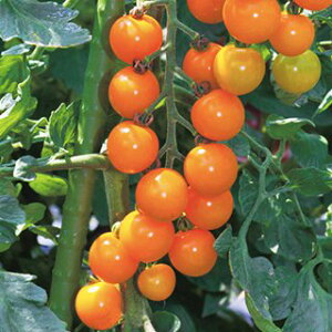 g}g  y IW z 1000 ( g}g̎ )