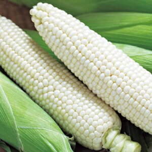 �g�E�����R�V �� �y �\�t�g�N���� �z ���� ( �g�E�����R�V�̎� )