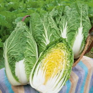 ���� �� �y CR�����ɂ��� �z 20ml ( ���؂̎� )