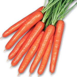 jW  y IWA[ z R[g i   ؎q ؎ j