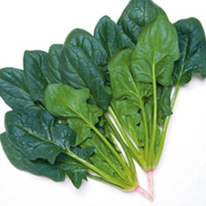 zE\E  y  z M3 ( zE\E̎ )