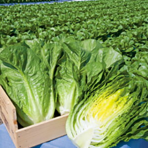 ^X  y Ӓ}A z ܁iybg100jj i   ؎q ؎ j