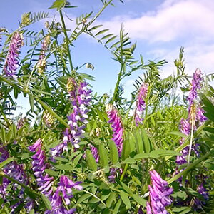 ΔEq  y wA[xb`@ z q 1kg×1܁@1kg×5 i   ؎q ؎ j