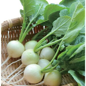 ��\���卪 �� �y �����_�z���C�g �z 1000�� �i �� ��� ��؎�q ��؎� �j