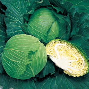 �L���x�c �� �y ������ �z ����(2000��) �i �� ��� ��؎�q ��؎� �j