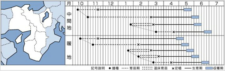 楽天市場】キャベツ 種 【 YR春空 】 小袋(2000粒) ( 種 野菜 野菜種子 野菜種 ) : 【菜園くらぶ】家庭菜園の専門店 楽天市場】キャベツ 種 【 YR春空 】 小袋(2000粒) ( 種 野菜 野菜種子 野菜種 ) : 【菜園くらぶ】家庭菜園の専門店