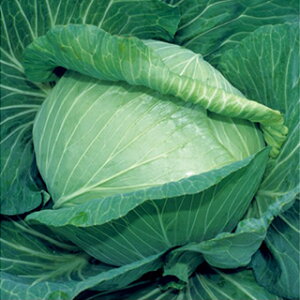 �L���x�c �� �y �ꍆ �z ����(2000��) �i �� ��� ��؎�q ��؎� �j