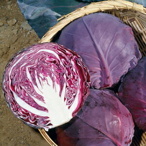 Lxc  y r[{[ z (2000) i   ؎q ؎ j